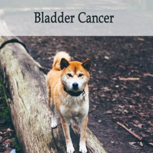 Herbal Treatment For Bladder Cancer in Dogs