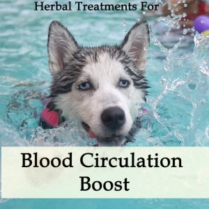 Herbal Treatment For Blood Circulation Quality in Dogs