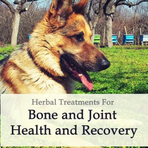 Bone and Joint Health and Recovery in Dogs