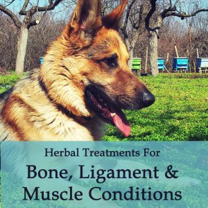 Herbal Treatments for Canine Bone, Ligament, Muscle Conditions