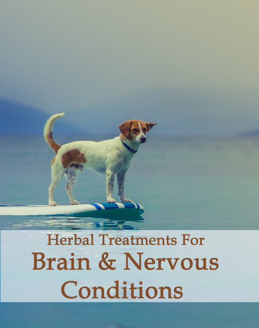 Herbal Treatments for Canine Brain and Nervous Conditions