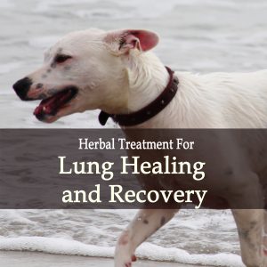Breathe-Well Lung Healing and Recovery in Dogs