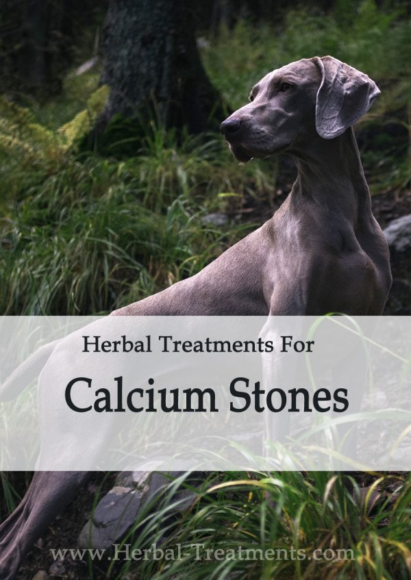 Herbal Treatment For Calcium Stones in Dogs