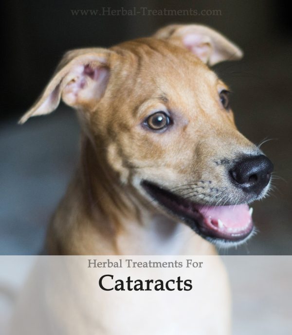 Herbal Treatment for Cataracts in Dogs
