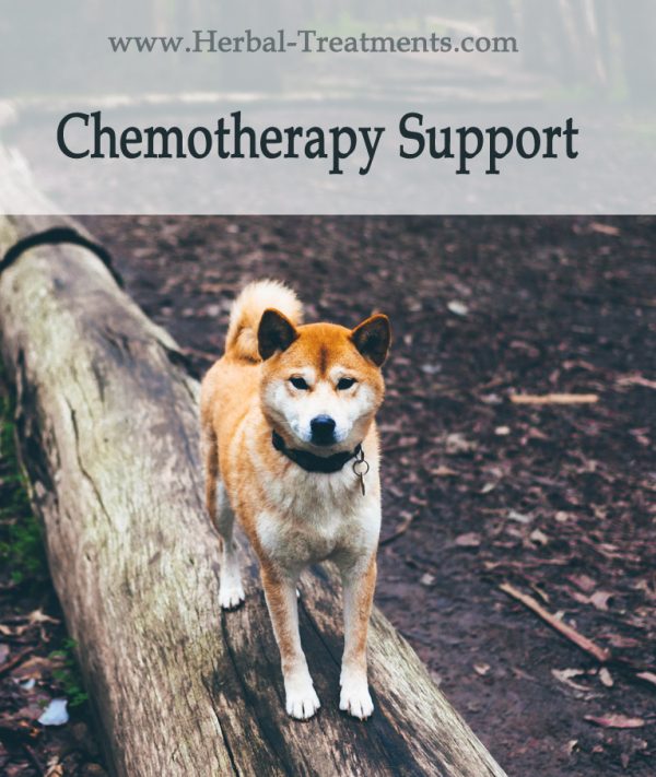 Herbal Treatment For Chemotherapy Side-Effects & Recovery in Dogs