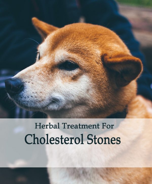 Herbal Tonic for Cholesterol Stones in Dogs
