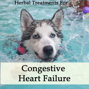 Herbal Treatment for Congestive Heart Failure in Dogs (Diuretic Support)