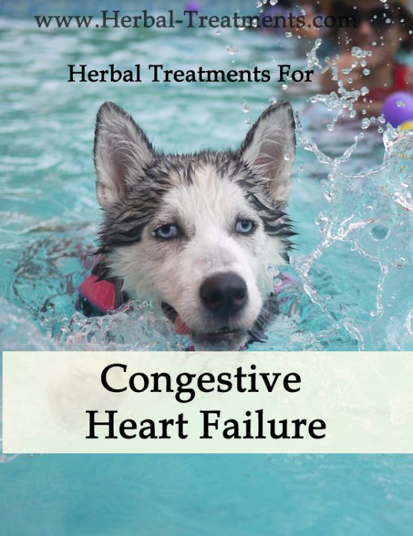 Herbal Treatment for Congestive Heart Failure in Dogs (Diuretic Support)