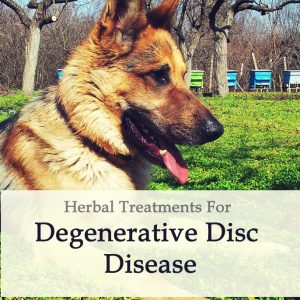 Degenerative Disc Disease in Dogs