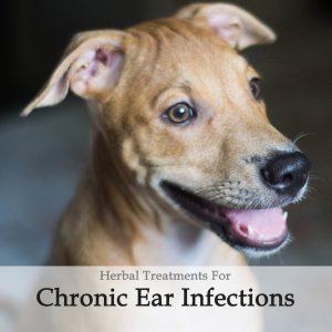 Herbal Treatment For Chronic Ear Infections in Dogs