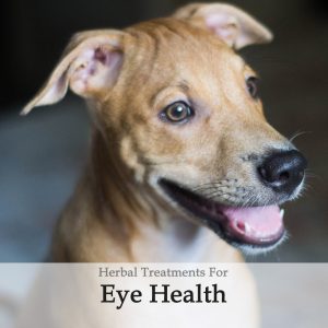 Eye Health / Circulation Herbal Tonic for Dogs
