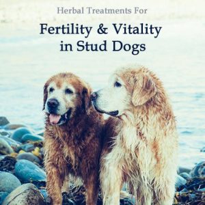 Herbal Treatment to Increase Fertility and Vitality in Stud Dogs