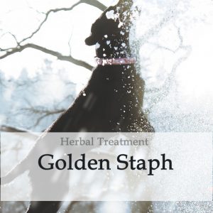 Golden Staph Herbal Tonic for Dogs