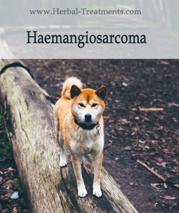 Herbal Treatment For Cancer - Hemangiosarcoma in Dogs
