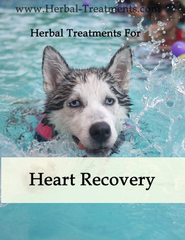 Herbal Treatment for Heart Recovery in Dogs