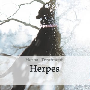 Herbal Treatment for Herpes Virus in Dogs
