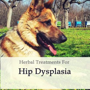 Herbal Treatment for Hip Dysplasia in Dogs