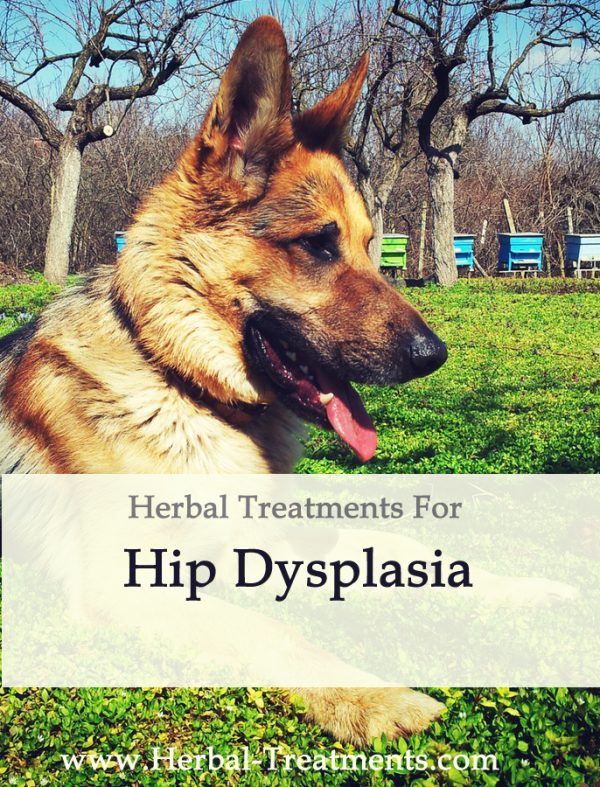Herbal Treatment for Hip Dysplasia in Dogs