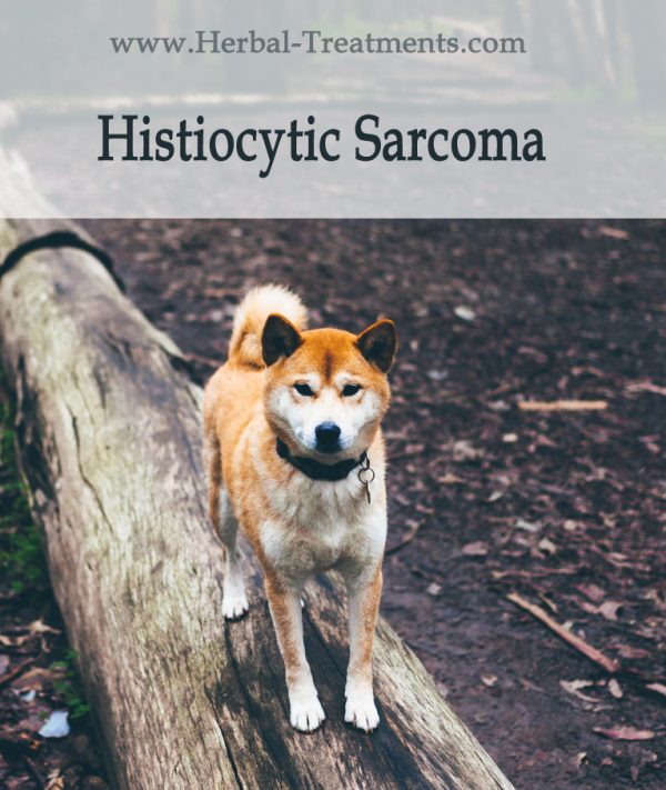 Herbal Treatment For Histiocytic Sarcoma in Dogs