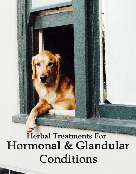 Herbal Treatments for Canine Hormonal and Glandular Conditions