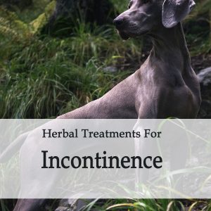 Herbal Treatment For Incontinence in Dogs