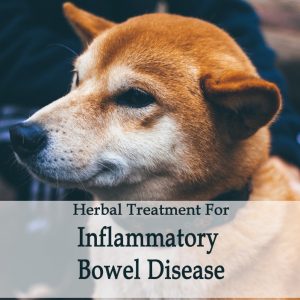 Irritable Bowel Syndrome, IBS, IBD in Dogs
