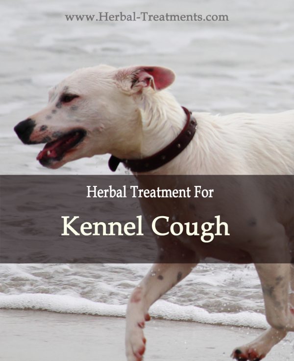 Kennel Cough