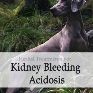 Herbal Treatment For Kidney Bleeding Acidosis in Dogs