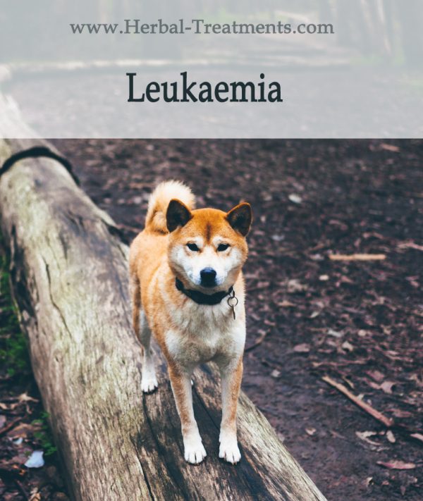 Herbal Treatment for Cancer - Leukaemia in Dogs