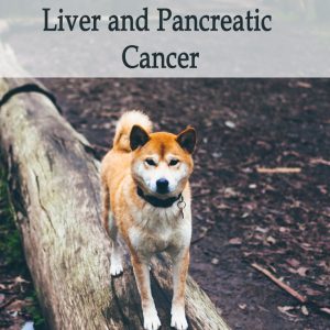 Herbal Treatment for Cancer - Liver and Pancreatic Cancer in Dogs
