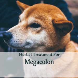 Herbal Treatment for Megacolon in Dogs