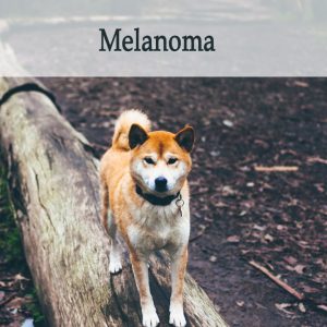 Herbal Treatment for Cancer - Melanoma in Dogs