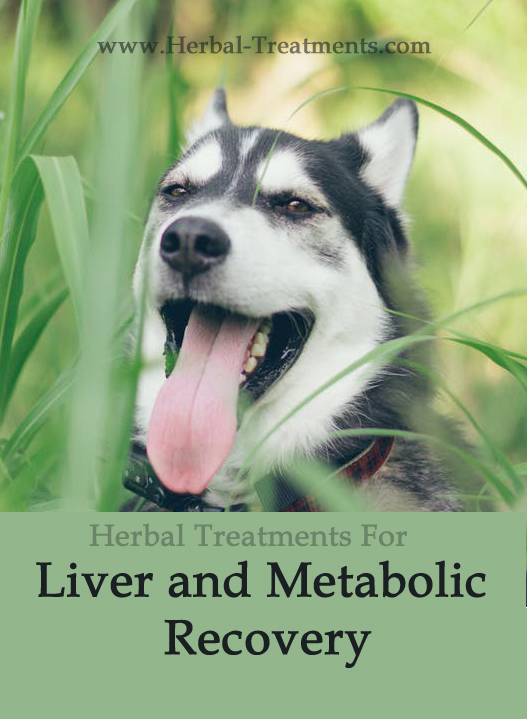 Herbal Treatment for Liver and Metabolic Recovery in Dogs