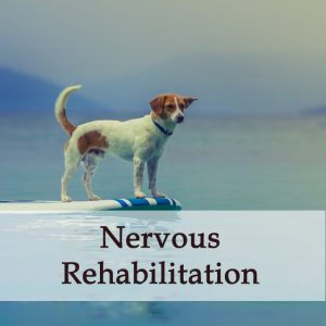 Herbal Treatment - Nervous Rehabilitation Tonic for Dogs