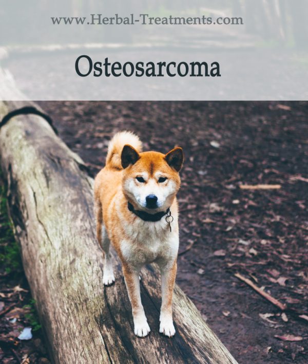 Herbal Treatment for Cancer - Osteosarcoma in Dogs