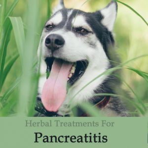 Herbal Treatment for Pancreatitis in Dogs