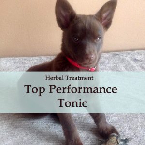 Top Performance Herbal Tonic for Dogs