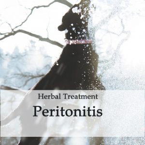 Herbal Treatment for Peritonitis in Dogs