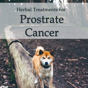 Herbal Treatment For Prostate Cancer in Dogs