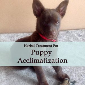 Herbal Treatment For Puppy Acclimatization