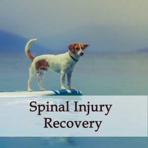 Herbal Treatment For Spinal Injury Recovery in Dogs