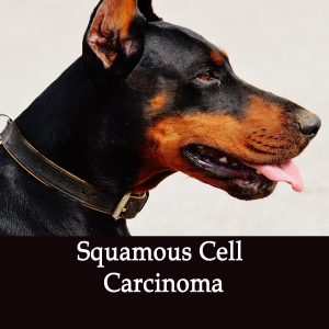 Squamous Cell Carcinoma Herbal Tonic for Dogs