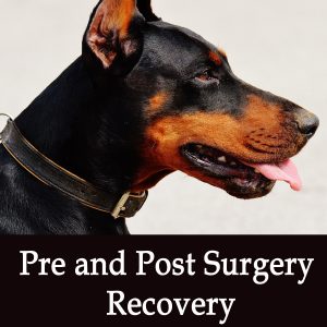 Pre and Post Surgery Recovery in Dogs
