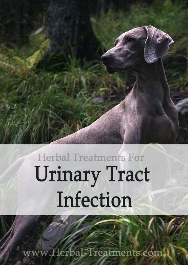 Herbal Treatment for Urinary Tract Infection in Dogs