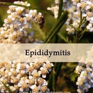 Herbal Medicine for Epididymitis
