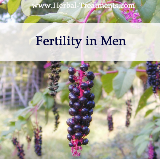 Herbal Medicine for Fertility in Men