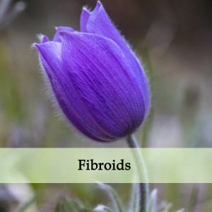 Herbal Medicine for Fibroids