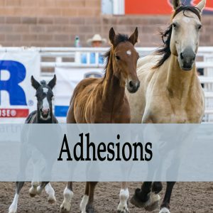 Adhesions in Horses
