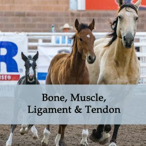 Herbal Treatments for Equine Bone, Ligament, Muscle Conditions