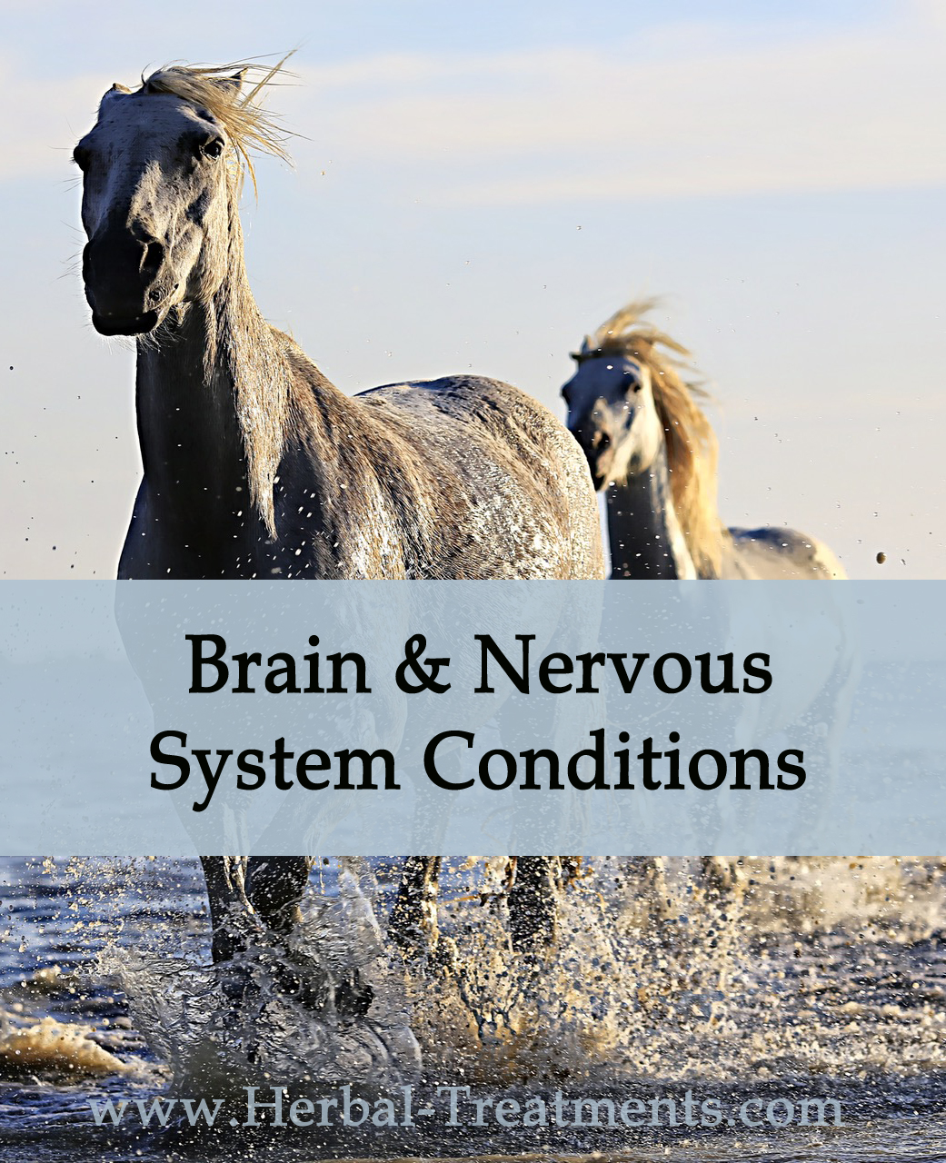 Herbal Treatments for Equine Brain and Nervous Conditions